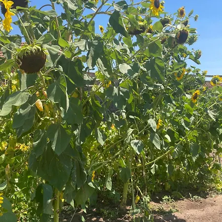 Ferienhaus Quinta Ti Lita Tocha