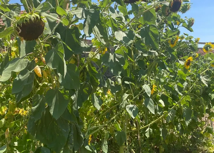 Дом отдыха Quinta Ti Lita Тоша